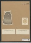 Coscinodiscus oculus-iridis var. morsianus Grun. (de-Toni-Nr.: Genus 202, Species 5054) Zeichnungen Sammlung Grunow Nr. 8805 (NHMW-BOT-W0378411)